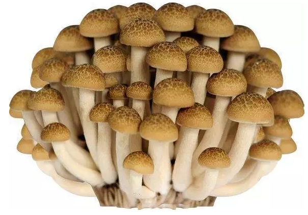 圖片關鍵詞 http://www.glyz.com.cn/ewebeditor/uploadfile/20170914091421667001.png