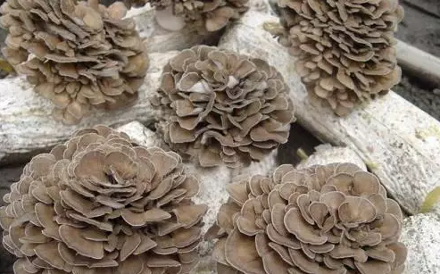 圖片關鍵詞 http://www.glyz.com.cn/ewebeditor/uploadfile/20170914091445139001.png