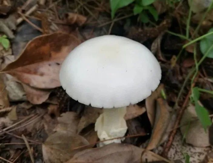 圖片關(guān)鍵詞 https://mmbiz.qpic.cn/mmbiz_jpg/OnRbAd1HL447AVvicLf3JHEJun5lHxh0yeQd3u2BBVntEqsRdpsZ6Sf2Pb5ZOVtbFV5CnplHFEqjTFPusRuZ8Zg/640?wx_fmt=jpeg