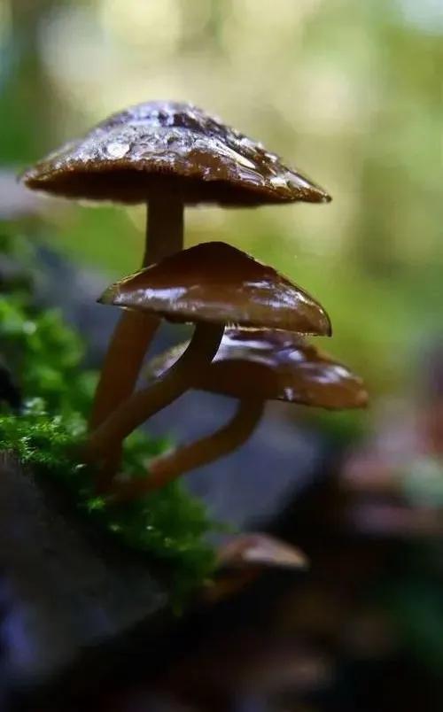 圖片關鍵詞 國家蘑菇地理:中國哪里的蘑菇最好吃?