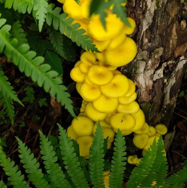 圖片關鍵詞 國家蘑菇地理:中國哪里的蘑菇最好吃?