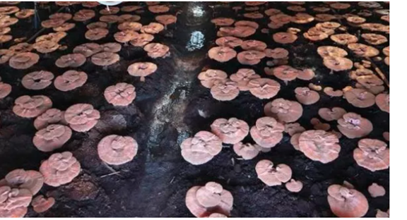 圖片關鍵詞 圖片關鍵詞