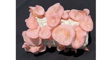 行業(yè)動(dòng)態(tài)